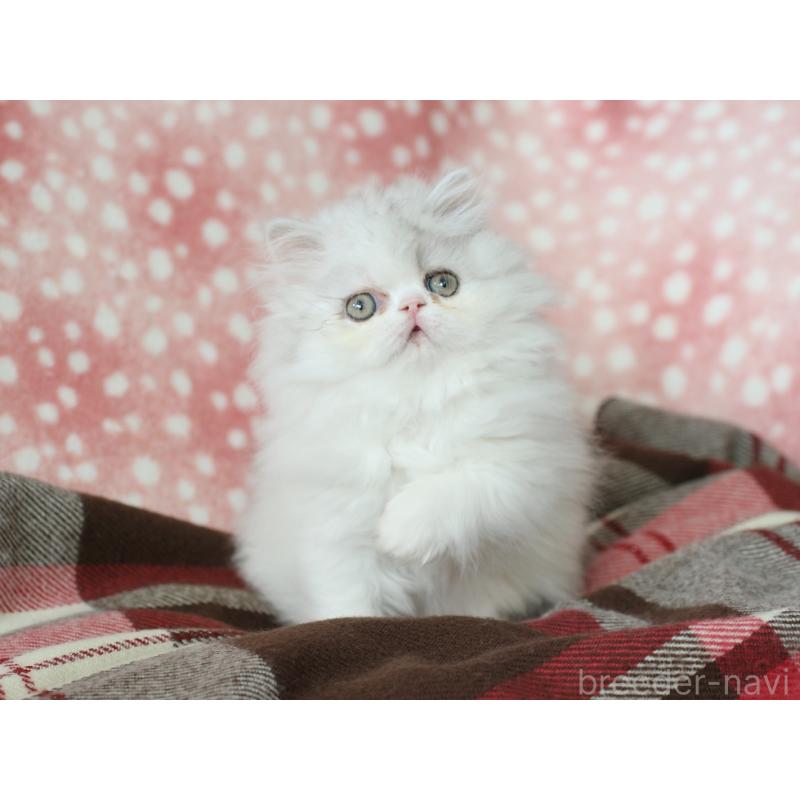 販売中の愛知県のエキゾチックロングヘア-136311の3枚目