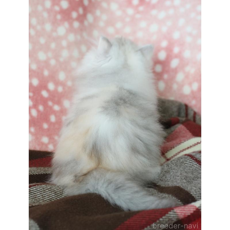 販売中の愛知県のエキゾチックロングヘア-136311の2枚目