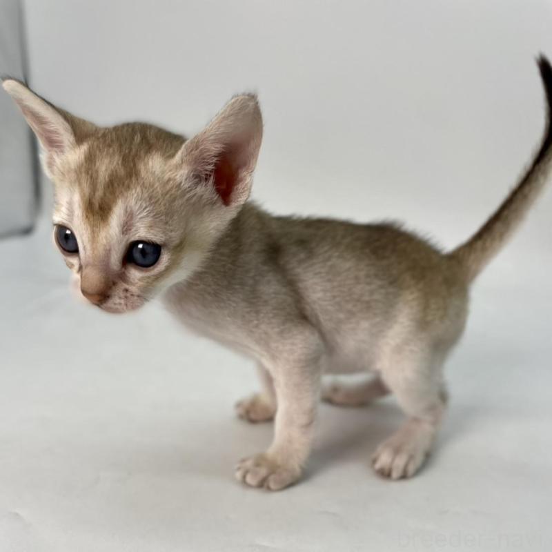 販売中の千葉県のシンガプーラ-136312の9枚目