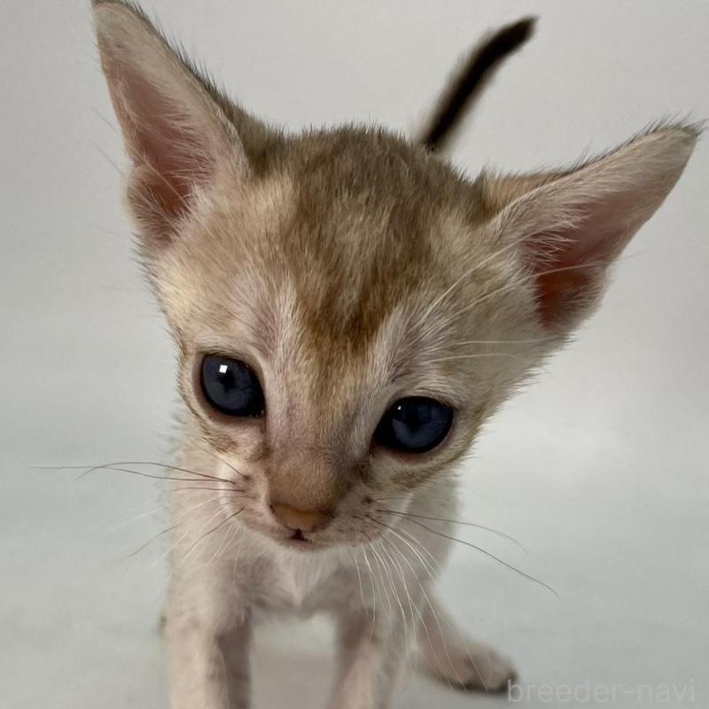 販売中の千葉県のシンガプーラ-136312の8枚目