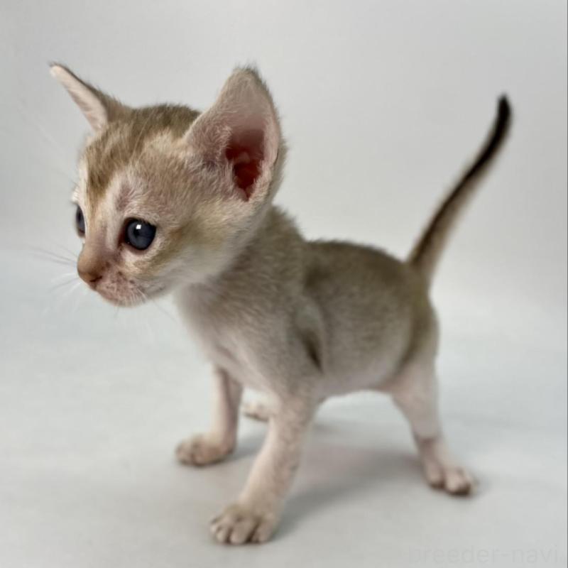 販売中の千葉県のシンガプーラ-136312の7枚目