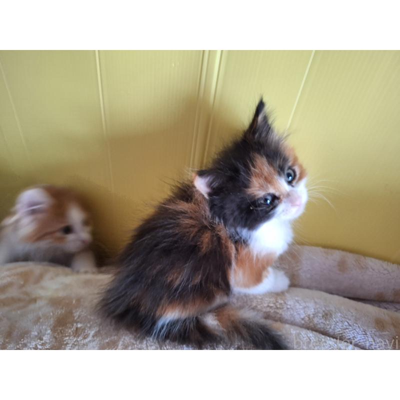 販売中の京都府のメインクーン-136313の5枚目