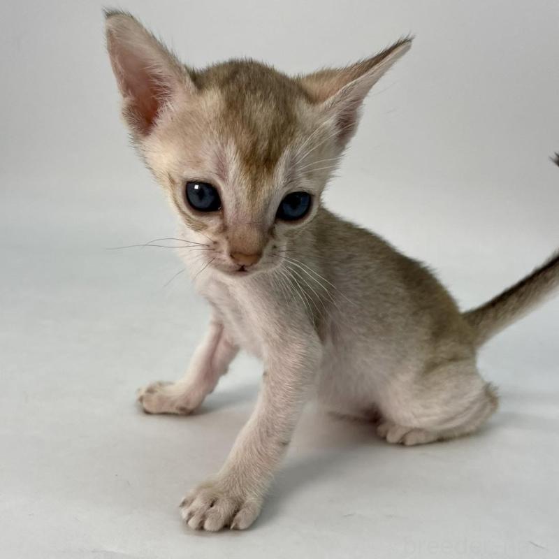 販売中の千葉県のシンガプーラ-136312の6枚目