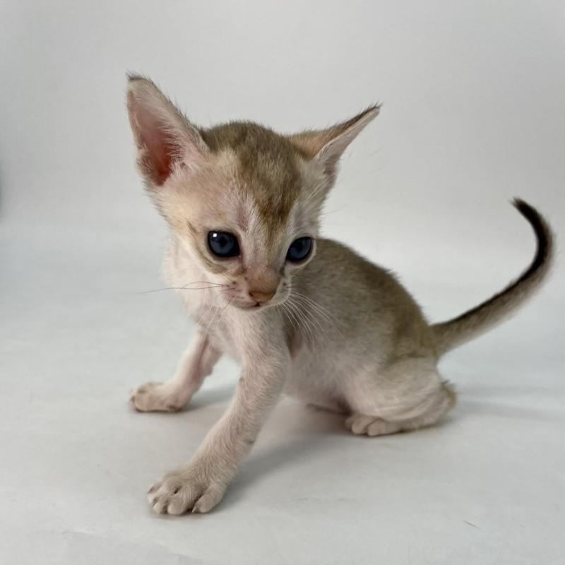 販売中の千葉県のシンガプーラ-136312の5枚目