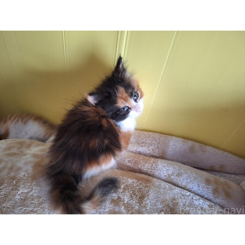 販売中の京都府のメインクーン-136313の4枚目