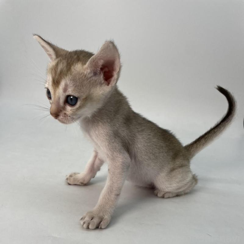 販売中の千葉県のシンガプーラ-136312の4枚目