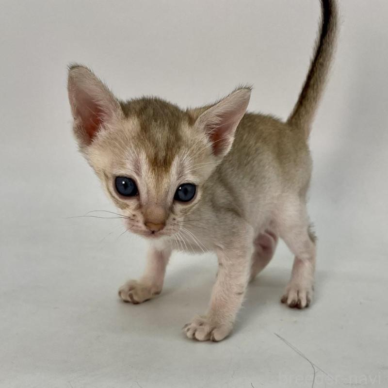 販売中の千葉県のシンガプーラ-136312の3枚目