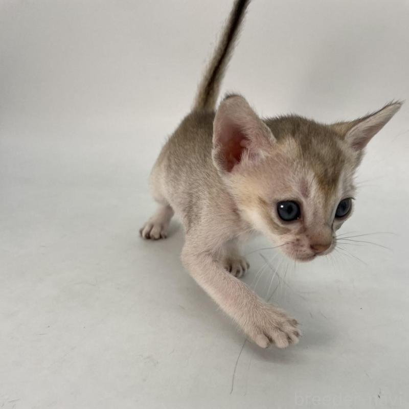 販売中の千葉県のシンガプーラ-136312の2枚目