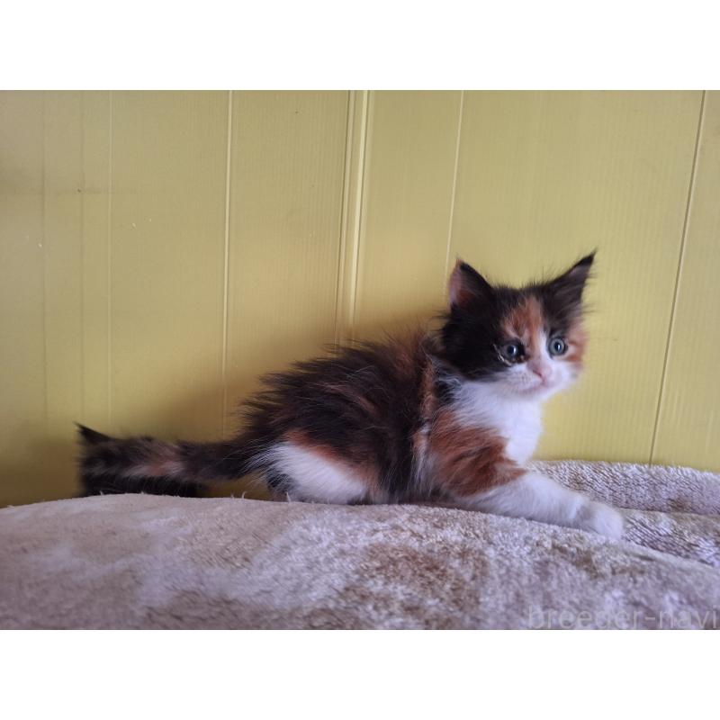 販売中の京都府のメインクーン-136313の2枚目