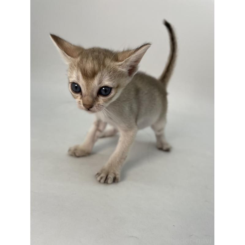 販売中の千葉県のシンガプーラ-136315の10枚目