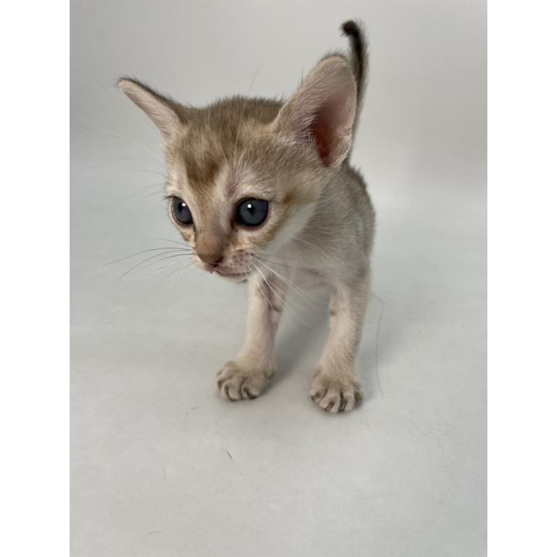 販売中の千葉県のシンガプーラ-136315の9枚目