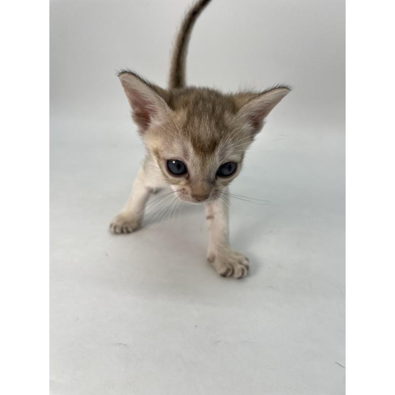 販売中の千葉県のシンガプーラ-136315の8枚目