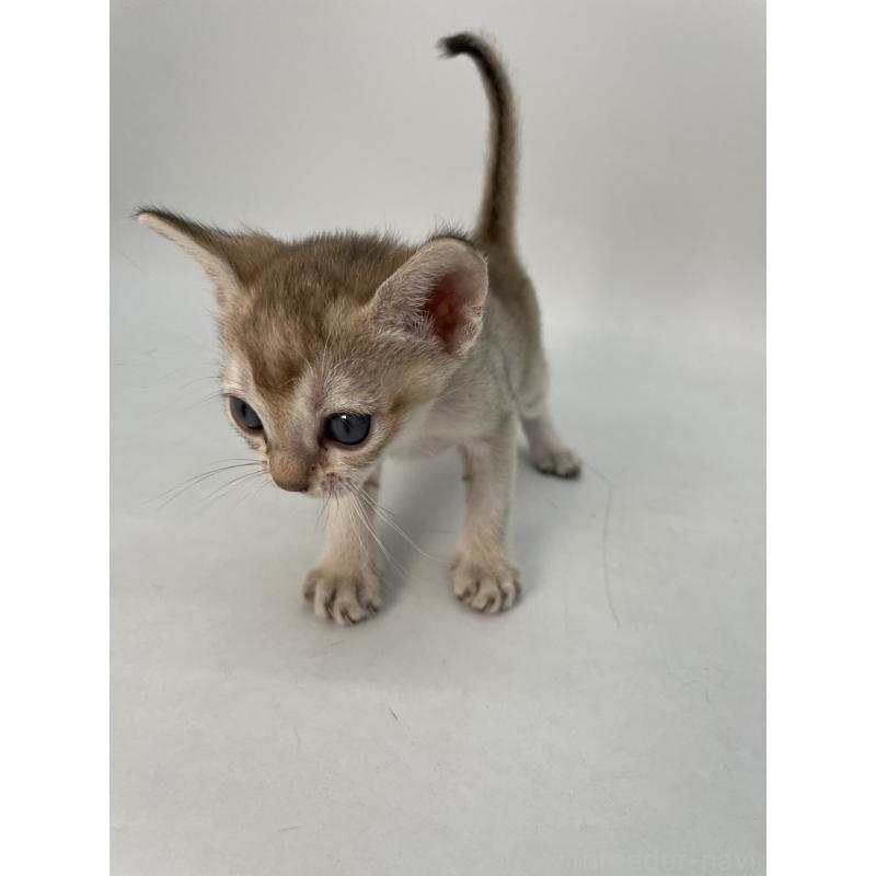 販売中の千葉県のシンガプーラ-136315の7枚目