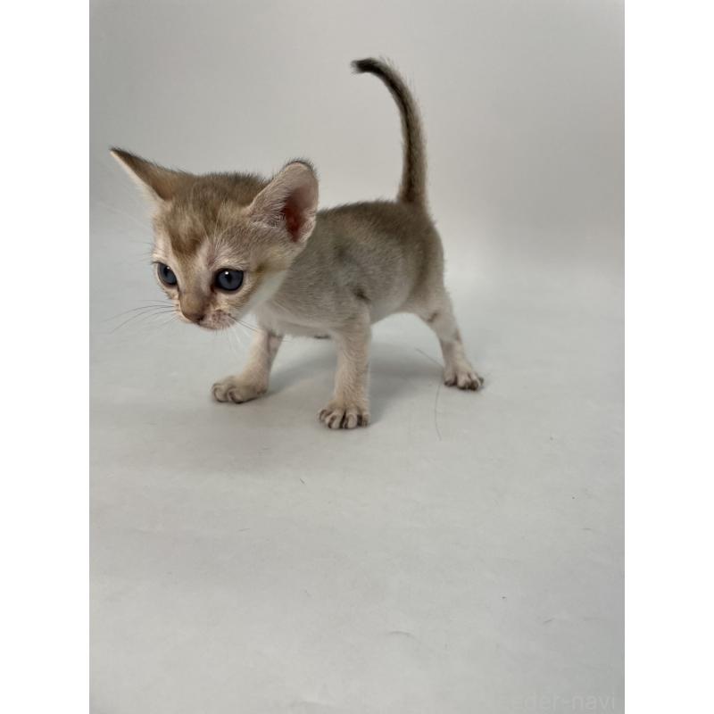 販売中の千葉県のシンガプーラ-136315の3枚目