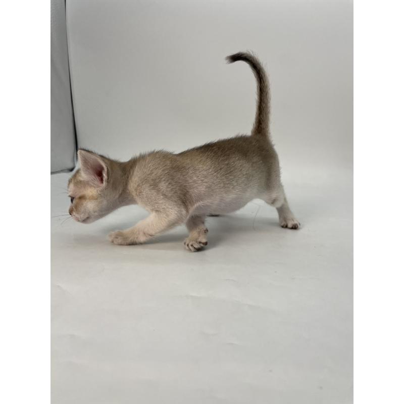 販売中の千葉県のシンガプーラ-136315の2枚目