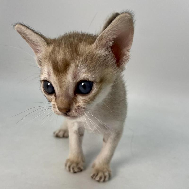 販売中の千葉県のシンガプーラ-136315