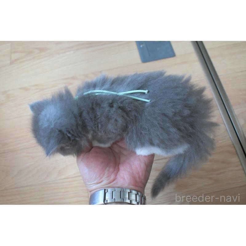 販売中の茨城県のノルウェージャンフォレストキャット-136323の5枚目