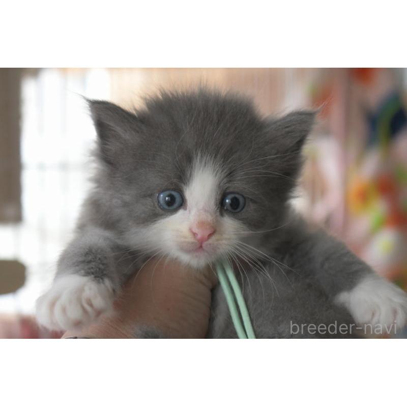 販売中の茨城県のノルウェージャンフォレストキャット-136323の4枚目