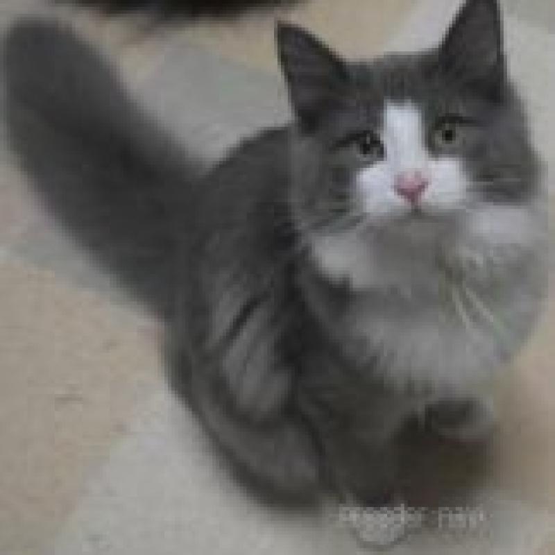 販売中の茨城県のノルウェージャンフォレストキャット-136323の3枚目