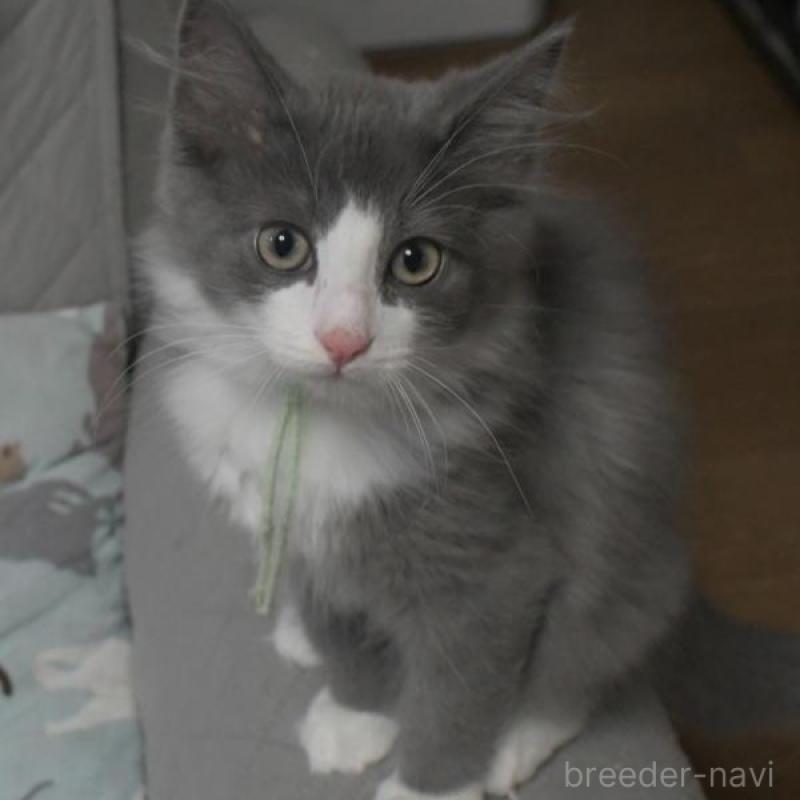 販売中の茨城県のノルウェージャンフォレストキャット-136323の1枚目