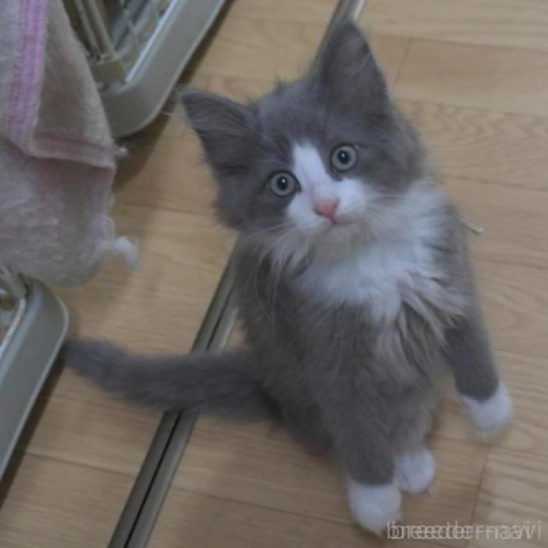 販売中の茨城県のノルウェージャンフォレストキャット-136323の2枚目