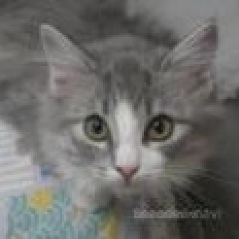 販売中の茨城県のノルウェージャンフォレストキャット-136325