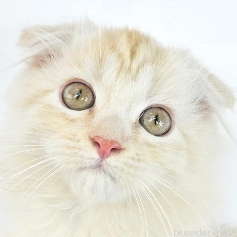 販売中の茨城県のマンチカン-132605