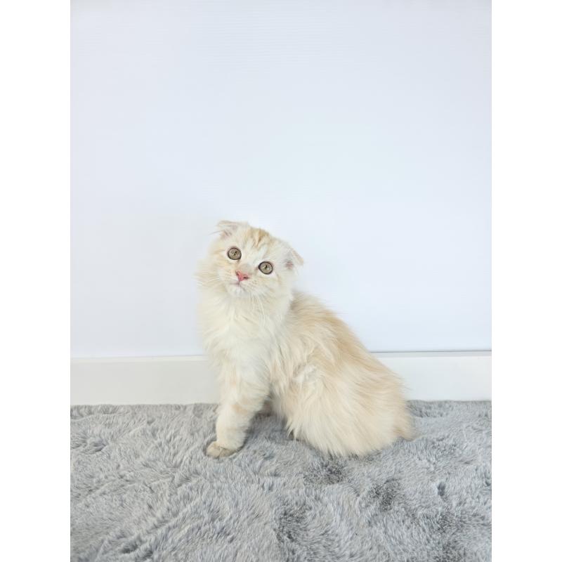 成約済の茨城県のマンチカン-132605の5枚目