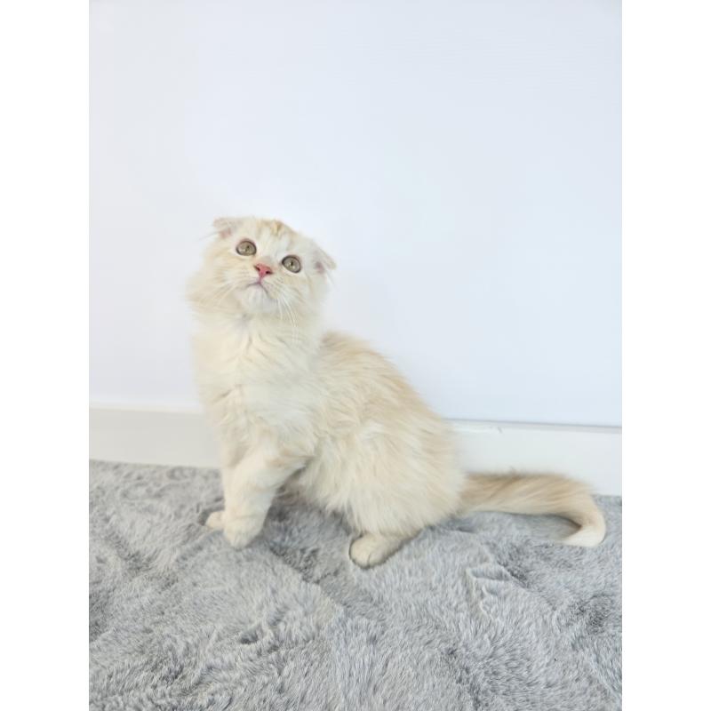 成約済の茨城県のマンチカン-132605の4枚目