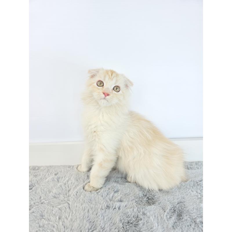 成約済の茨城県のマンチカン-132605の3枚目