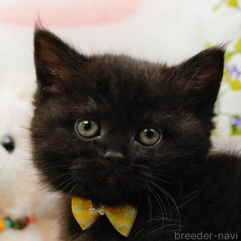 販売中の神奈川県のミヌエット-136327