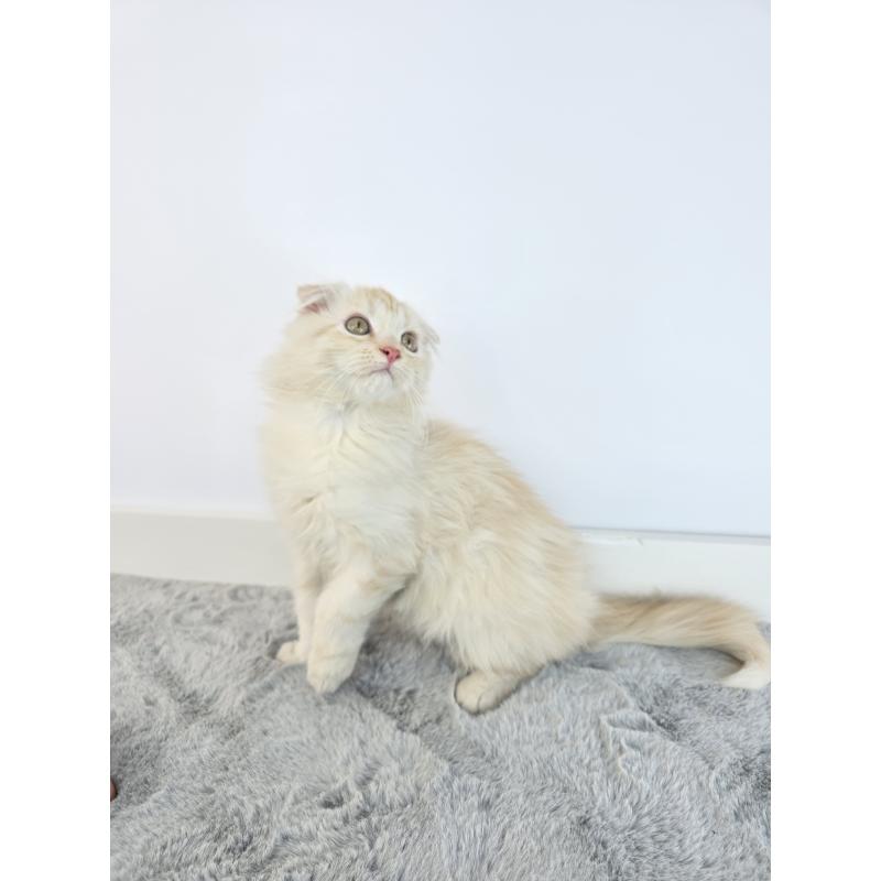 成約済の茨城県のマンチカン-132605の2枚目