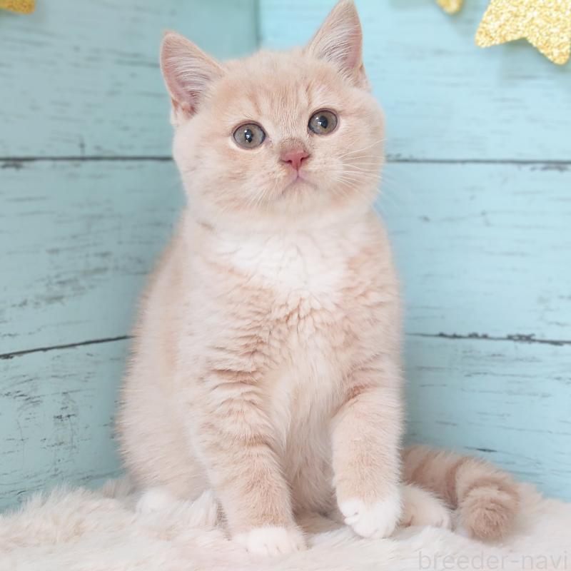 販売中の東京都のマンチカン-134246