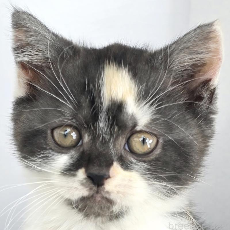 販売中の茨城県のマンチカン(短足)-135048