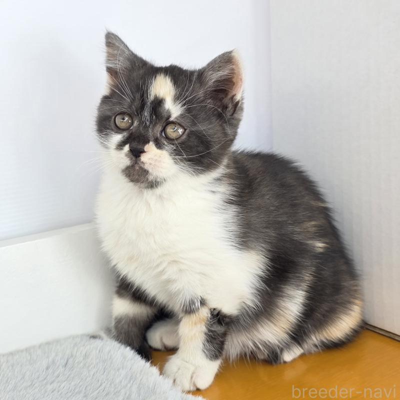 販売中の茨城県のマンチカン(短足)-135048の9枚目