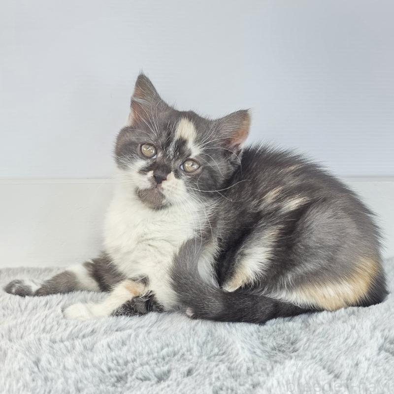 販売中の茨城県のマンチカン(短足)-135048の8枚目