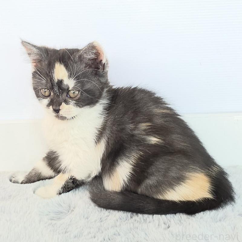 販売中の茨城県のマンチカン(短足)-135048の7枚目