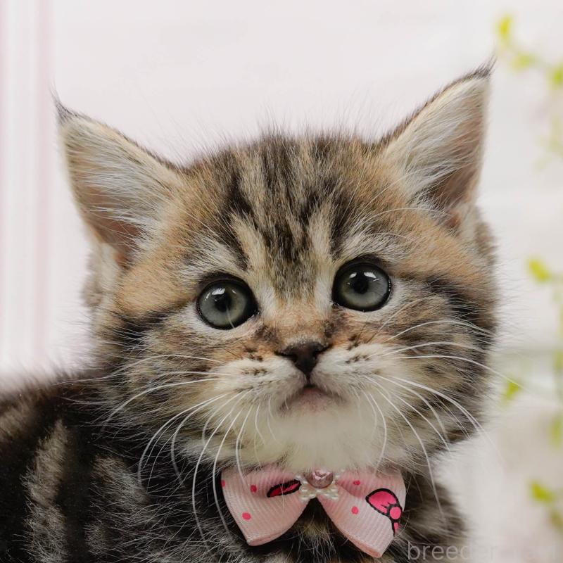 販売中の神奈川県のミヌエット-136328