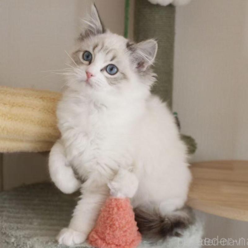 販売中の東京都のラグドール-136329の5枚目