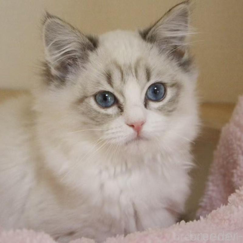 販売中の東京都のラグドール-136329の4枚目