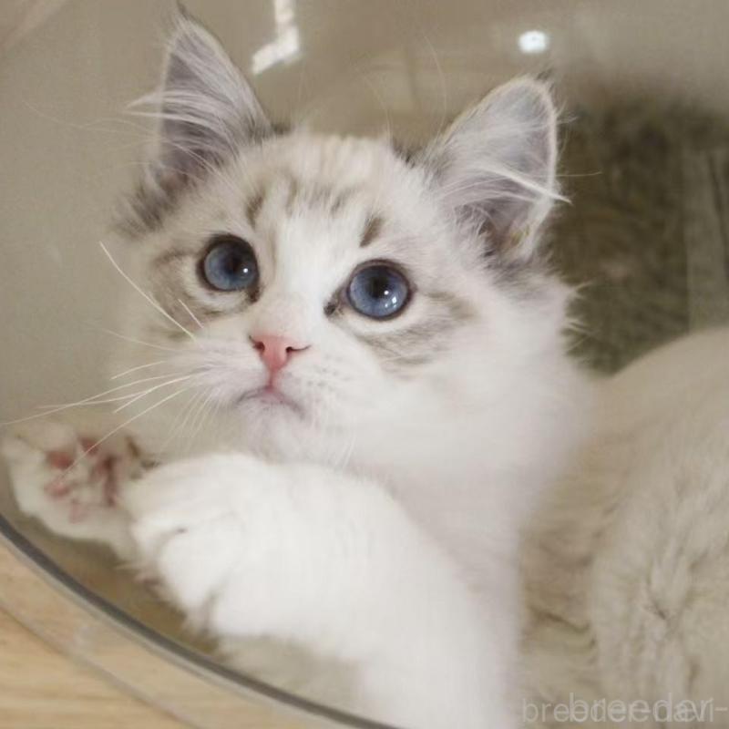 販売中の東京都のラグドール-136329の1枚目