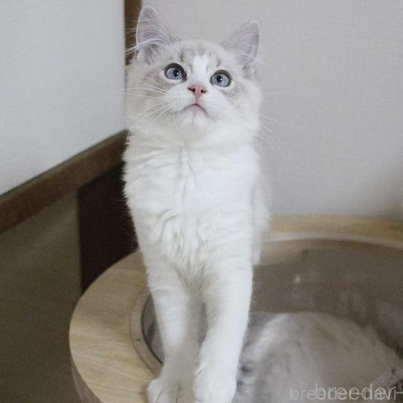 販売中の東京都のラグドール-136330