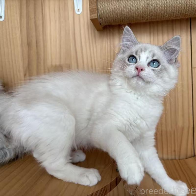 販売中の東京都のラグドール-136330の5枚目