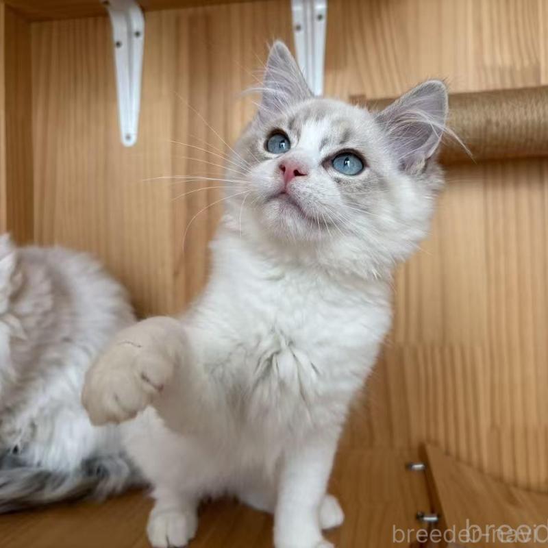 販売中の東京都のラグドール-136330の4枚目