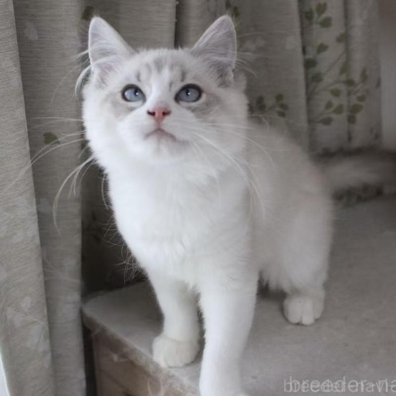 販売中の東京都のラグドール-136330の2枚目