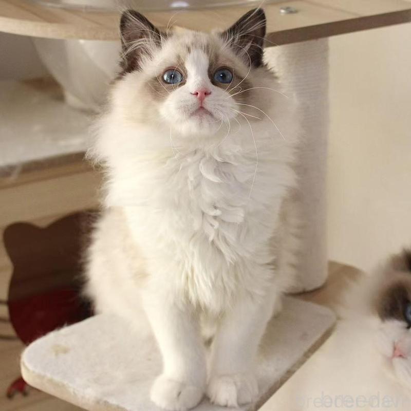 販売中の東京都のラグドール-136331