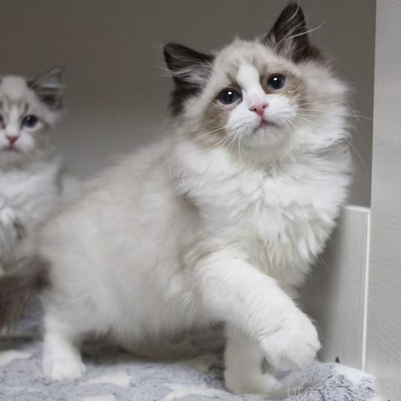 販売中の東京都のラグドール-136331の5枚目