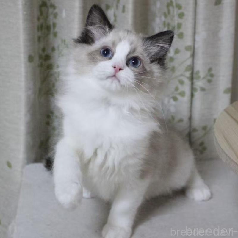 販売中の東京都のラグドール-136331の4枚目