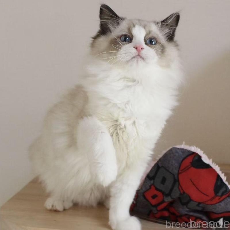 販売中の東京都のラグドール-136331の3枚目