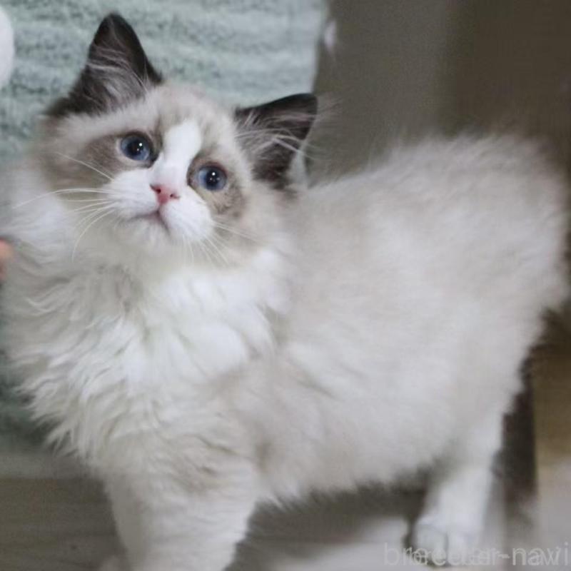 販売中の東京都のラグドール-136331の2枚目